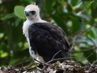 FL6A9138Ornate_Hawk-Eagle_Chick