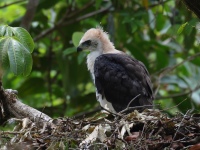 FL6A9140Ornate_Hawk-Eagle_Chick