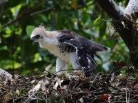 FL6A9154Ornate_Hawk-Eagle_Chick