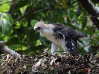 FL6A9155Ornate_Hawk-Eagle_Chick