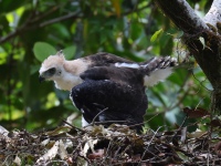 FL6A9158Ornate_Hawk-Eagle_Chick