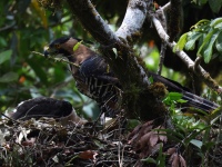 FL6A9173Ornate_Hawk-Eagles