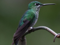 FL6A9174Green-crowned_Brilliant