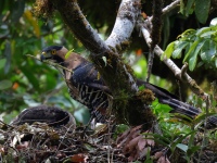 FL6A9177Ornate_Hawk-Eagles