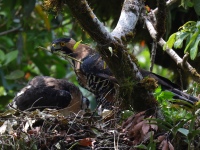 FL6A9181Ornate_Hawk-Eagles