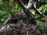 FL6A9186Ornate_Hawk-Eagles