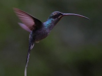 FL6A9202Green_Hermit