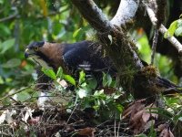 FL6A9202Ornate_Hawk-Eagles