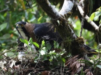 FL6A9204Ornate_Hawk-Eagles