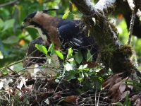 FL6A9210Ornate_Hawk-Eagles