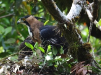 FL6A9213Ornate_Hawk-Eagles