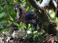 FL6A9216Ornate_Hawk-Eagles