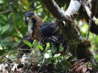 FL6A9217Ornate_Hawk-Eagles