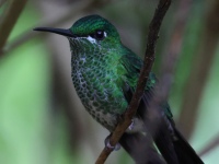 FL6A9218Green-crowned_Brilliant