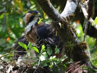 FL6A9218Ornate_Hawk-Eagles