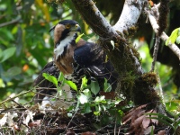 FL6A9219Ornate_Hawk-Eagles