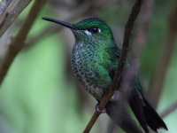 FL6A9226Green-crowned_Brilliant