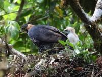 FL6A9227Ornate_Hawk-Eagles