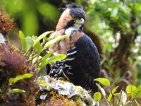 FL6A9248Ornate_Hawk-Eagle