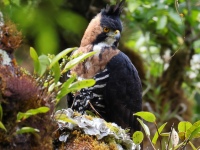 FL6A9250Ornate_Hawk-Eagle