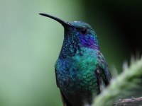 FL6A9256Lesser_Violetear