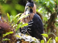 FL6A9275Ornate_Hawk-Eagle