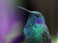 FL6A9277Lesser_Violetear