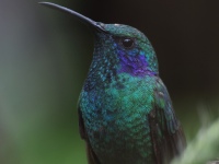 FL6A9291Lesser_Violetear