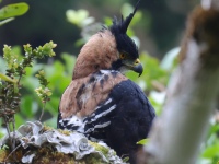 FL6A9322Ornate_Hawk-Eagle