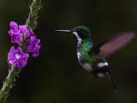 FL6A9332Female_Green_Thorntail