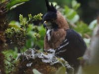 FL6A9334Ornate_Hawk-Eagle