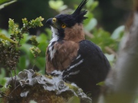 FL6A9339Ornate_Hawk-Eagle