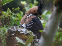 FL6A9371Ornate_Hawk-Eagle