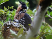 FL6A9402Ornate_Hawk-Eagle