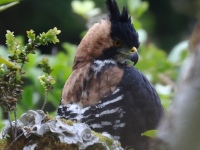 FL6A9404Ornate_Hawk-Eagle