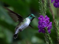 FL6A9418White-bellied_Mountain-Gem