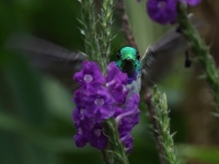FL6A9420White-bellied_Mountain-Gem