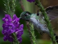 FL6A9422White-bellied_Mountain-Gem