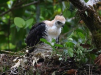 FL6A9425Ornate_Hawk-Eagle_Chick