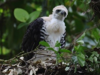FL6A9426Ornate_Hawk-Eagle_Chick