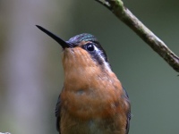 FL6A9472Purple-throated_Mountain-Gem
