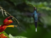 FL6A9482Green_Hermit