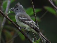FL6A9484Yellow-bellied_Elaenia