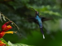 FL6A9490Green_Hermit