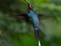 FL6A9494Green_Hermit