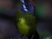 FL6A9542Sooty-faced_Finch