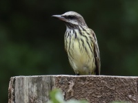 FL6A9548Sulphur-bellied_Flycatcher