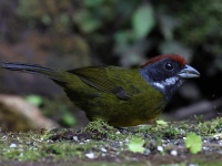 FL6A9570Sooty-faced_Finch