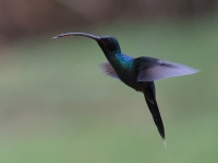 FL6A9574Green_Hermit