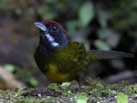 FL6A9588Sooty-faced_Finch